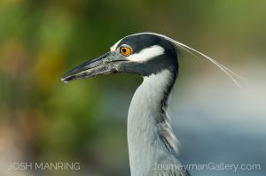 Josh Manring Photographer Decor Wall Art -  Florida Birds Everglades -51.jpg